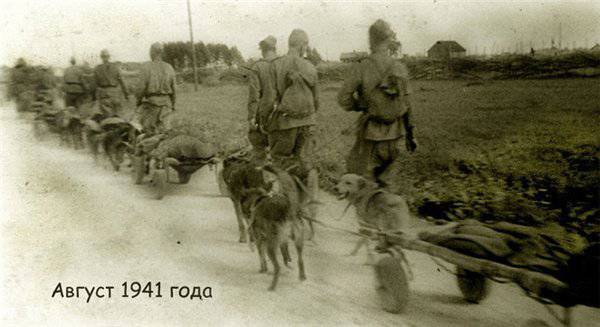 Ц-470, собаки на службе армии