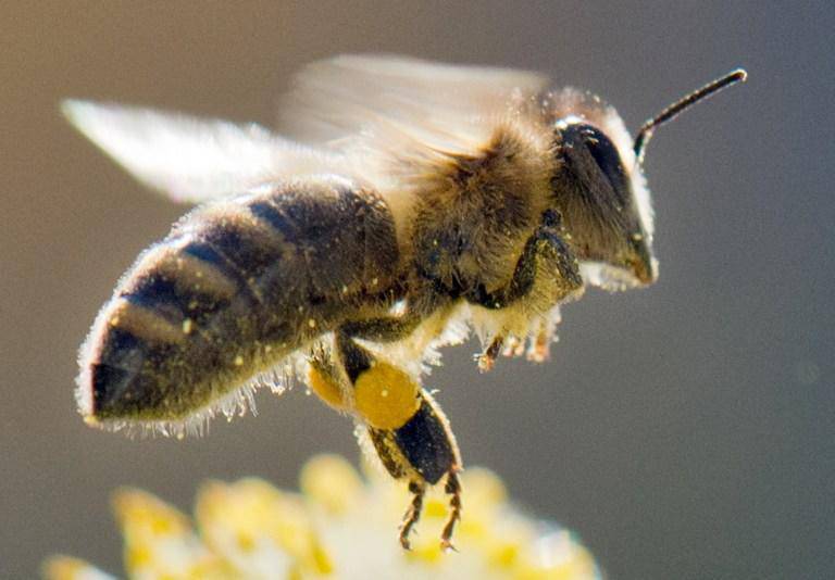 Хорватские учёные вывели пчёл-сапёров