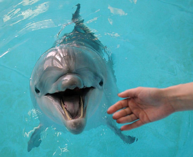 Крымские дельфины послужат Черноморскому флоту