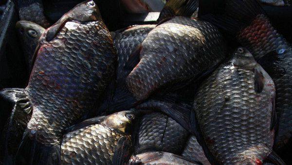 Крупное латвийское рыбоперерабатывающее предприятие закрывается в связи с запретом на экспорт в РФ