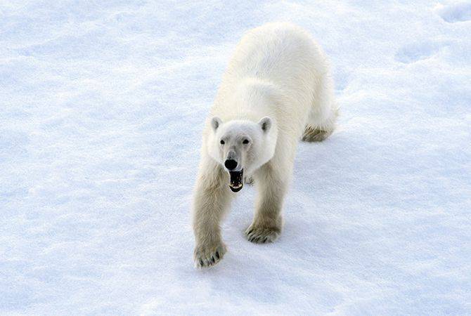 Выжить рядом с белым медведем — Инструкция российских военных в Арктике