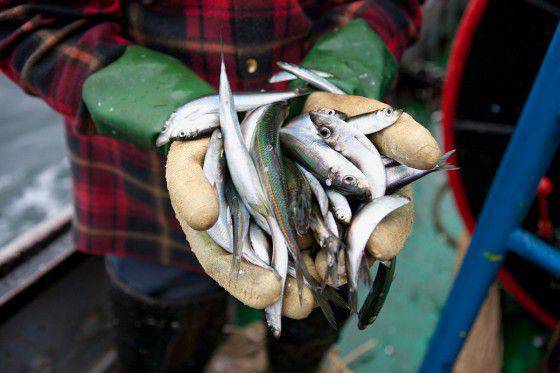 Россия ввела ограничения на ввоз польской рыбной продукции
