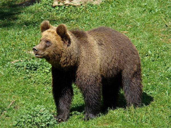 Бурый медведь пробрался на военную базу в Финляндии, распугав участников натовских военных учений