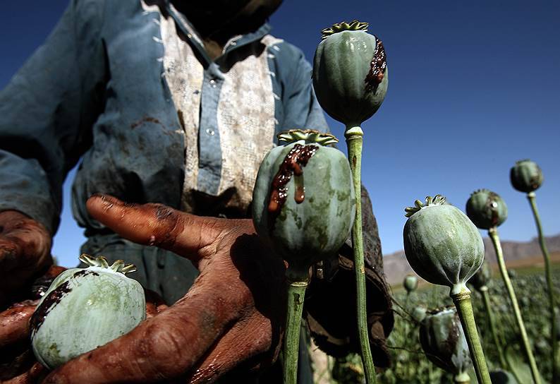 ООН: производство опиума в Афганистане выросло на 43 %