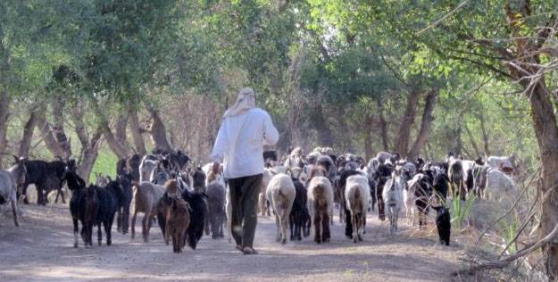 Узбекские пограничники застрелили таджикского пастуха, нарушившего госграницу
