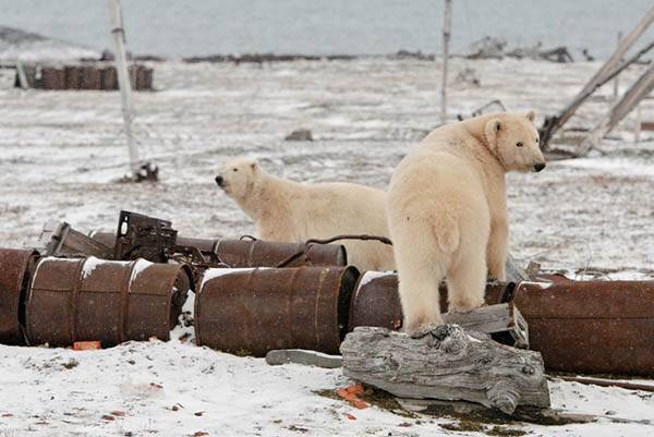 Арктика очищается от мусора