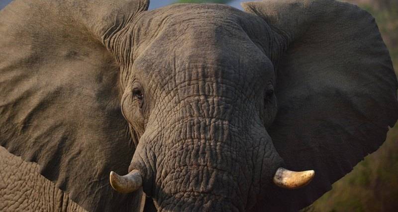 История боевых слонов: курс элефантерии