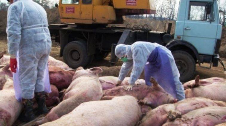 Донецк запретил ввозить в республику украинскую свинину