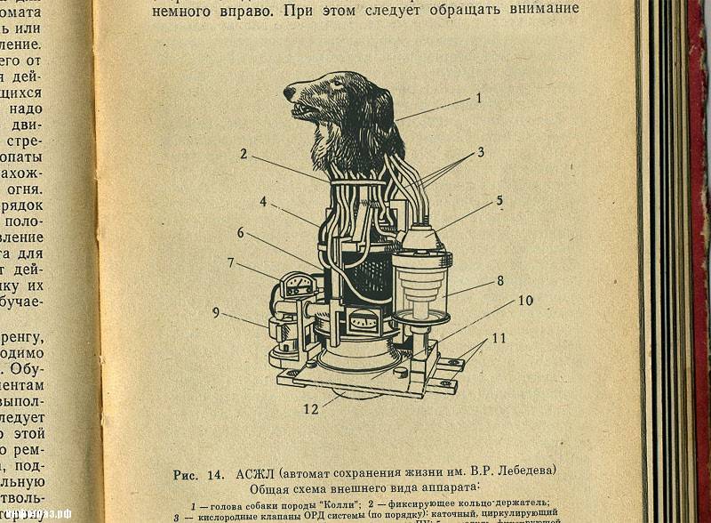 «Шторм» и двухголовые собаки. Как в СССР пытались создать биоробота