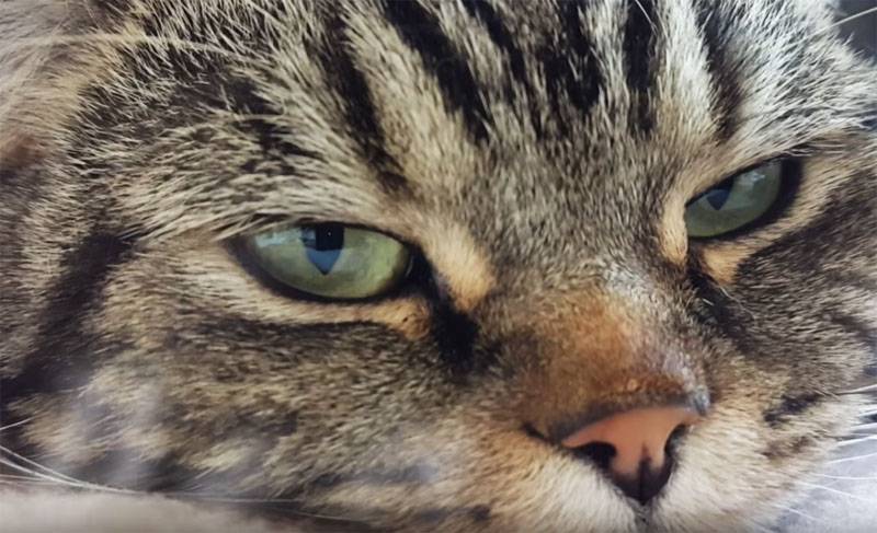 Китайские учёные заявили о заражённых кошках Уханя и предложили карантин для животных