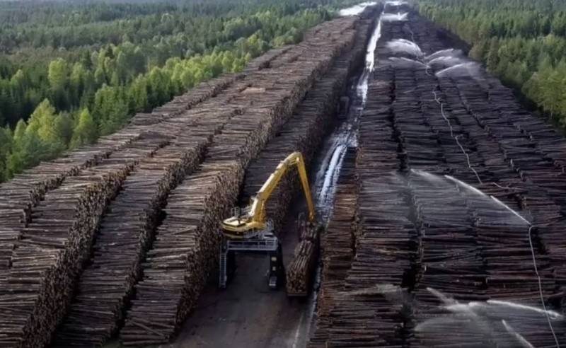 Путин поручил ввести полный запрет на вывоз из страны необработанной древесины