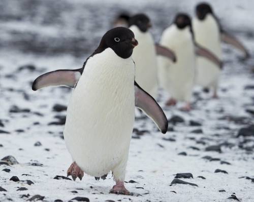 пингвины адели