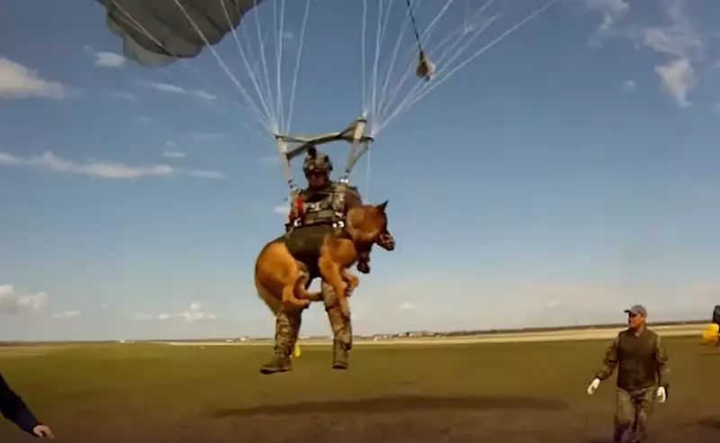 Новая парашютная система позволит производить десантирование вместе со служебной собакой