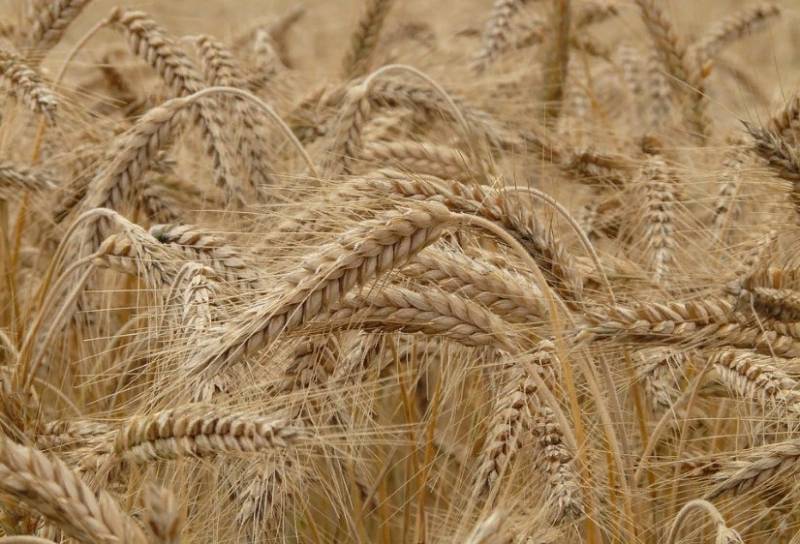 Путин заявил о рекордном урожае зерновых в России в этом году