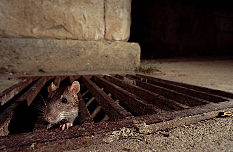 О крысах в подвалах Кремля